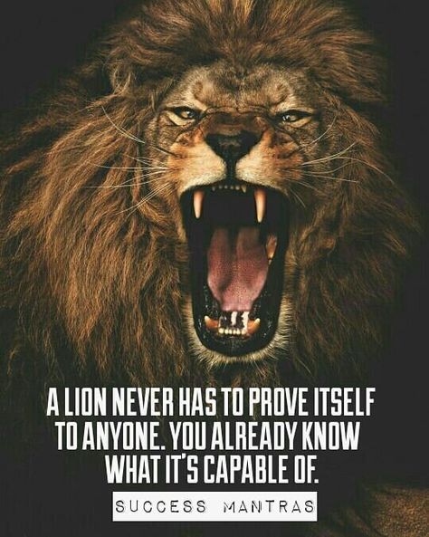 Develop the Attitude of a Lion. #successmantras #successmantrasinsta #successmantraspinterest #successquotes #motivationalquotes #inspirationalquotes #hustle #success #motivation #inspiration #millionaire #millionairemindsets #positivity #positivevibes Leo Quotes, Strong Motivational Quotes, Lion Quotes, Success Mantra, Military Quotes, Inspirational And Motivational Quotes, Warrior Quotes, Strong Quotes, Best Inspirational Quotes