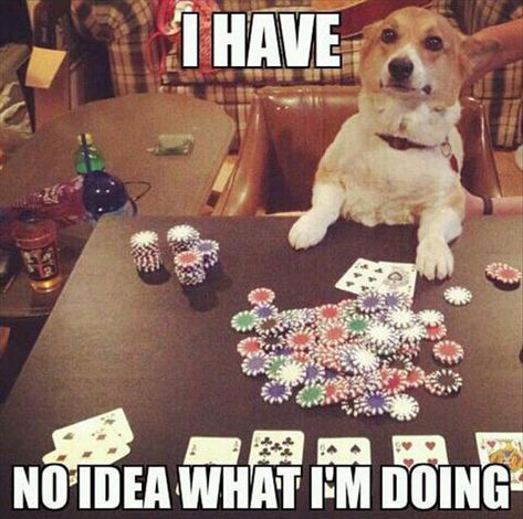 Don't even get me started on gambling! | 32 Dogs Who Are Completely In Over Their Heads The Bloodhound Gang, Gambling Machines, Gambling Cake, Gambling Party, Gambling Tattoo, Gambling Quotes, Gambling Humor, Gambling Games, In Memes