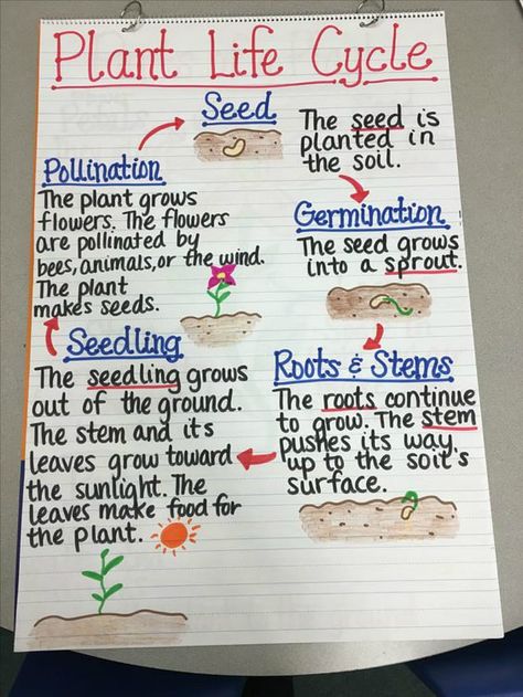 17 Creative Ways to Teach Plant Life Cycle - WeAreTeachers Plant Life Cycle Anchor Chart, Life Cycle Anchor Chart, Plants Life Cycle Activities, Planting Seed, Teaching Plants, Plant Lessons, Grade 3 Science, Life Science Activities, Science Anchor Charts