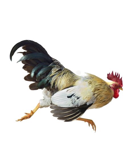 Rooster Illustration, Running Illustration, Chicken Tattoo, Rooster Tattoo, Running Art, Chicken Illustration, Rooster Painting, Fox Painting, Rooster Art