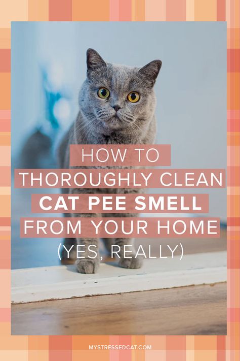 Cleaning Cat Urine, Cat Pee Smell Removal, Remove Cat Urine Smell, Cat Age, Cat Urine Remover, Cat Pee Smell, Cat Urine Smells, Pee Smell, Cat Problems