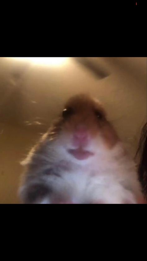 Use this pfp because if you do your ✨VALID✨ in the hamster cult