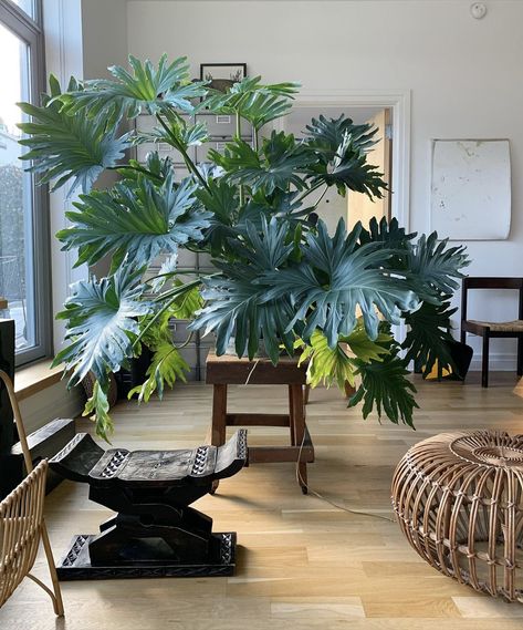 Plants Inside House, Plants Corner, Big House Plants, Neal Beckstedt, Houseplant Decor, Plants Bedroom, Home Decor Plants, Houseplants Decor, Room Plants