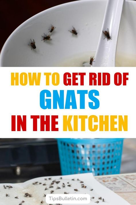 Gnats In Kitchen, Getting Rid Of Nats, How To Kill Gnats, Bee Spray, Gnat Trap, Diy Fly Trap, How To Get Rid Of Gnats, Gnat Traps, Get Rid Of Flies