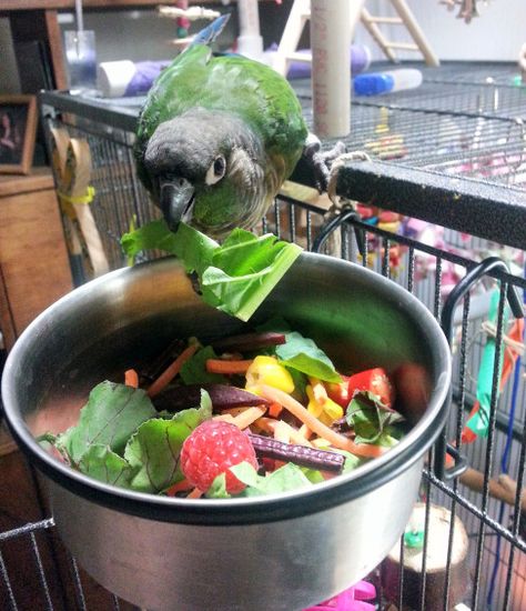 I see a lot of requests in bird groups and forums all over the web asking for a good recipe for chop. It’s hard to give a definite or correct answer to that question because there simply isn&… Parrot Chop, Parakeet Food, Parrot Diet, Conure Bird, Diy Bird Toys, Conure Parrots, Parrot Pet, Bird Treats, Good Recipe