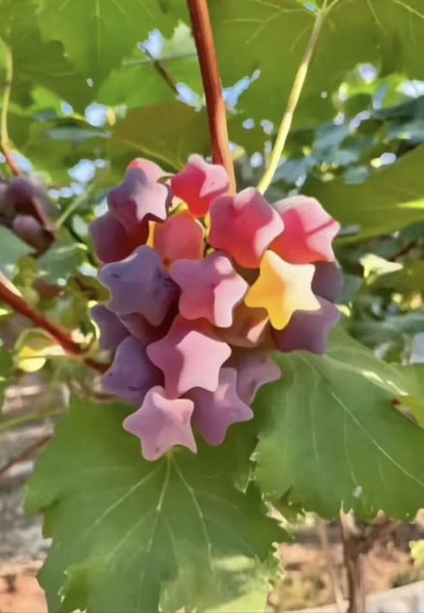 La vie est belle on Twitter: "Star shaped grapes https://t.co/WcgoT7oRbi" / Twitter Star Grapes, Star Shaped Fruit, Star Food, Green Grapes, I Want To Eat, Pretty Plants, Pisco, Food Obsession, Pretty Food