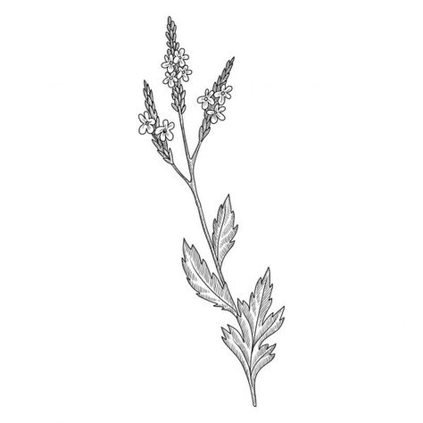 Vervain Drawing, Vervain Flower, Verbena Flower, Grandparents Tattoo, Bee Drawing, Botanical Drawing, R Tattoo, Drawing Images, Botanical Drawings