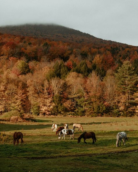 AUTUMN 🍁 from the east coast to the west coast 1. Stowe, Vermont 2. Kebler Pass, Colorado 3. Cambridge, Vermont 4. Maple Pass, North Cascades Washington 5. Quinault Rainforest, Washington 6. Maine 7. Utah 8. Stowe, Vermont 9. Acadia National Park, Maine 10. Conway, New Hampshire 11. Willamette Valley, Oregon 12. Stowe, Vermont 13. Glidden Point Oyster Farm, Maine 14. White Mountains, New Hampshire 15. Quinault Rainforest, Washington 16. Rockland, Maine Quinault Rainforest, Cascades Washington, North Conway New Hampshire, Conway New Hampshire, Willamette Valley Oregon, White Mountains New Hampshire, Rockland Maine, Acadia National Park Maine, North Conway