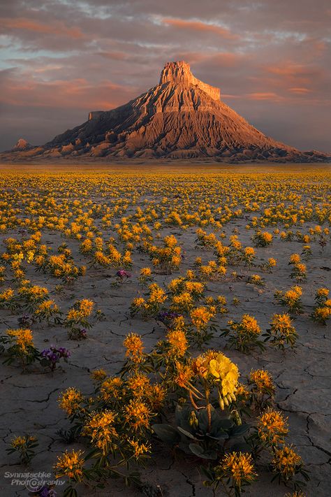 Wildflowers Factory Butte | Misc | Utah | USA | Synnatschke Photography Southern Utah Photography, Factory Butte Utah, Artful Photography, Fantasy Western, Utah Landscape, Utah House, Travel Utah, Inheritance Cycle, Places In America