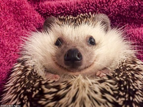 Grinning gorilla, happy hedgehog and delighted donkey all feature in this round-up of the cheeriest animals of the last decade! Funny Hedgehog, Pygmy Hedgehog, Happy Hedgehog, Homemade Cat Toys, Guinea Pig Toys, Cute Hedgehog, Silly Animals, Hedgehogs, Happy Animals