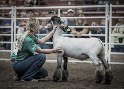 Lamb Showmanship, Sheep Showmanship, Showing Lambs, Ffa Lamb, Western Widgets, Livestock Pictures, 4h Livestock, Show Lambs, Sheep Showing