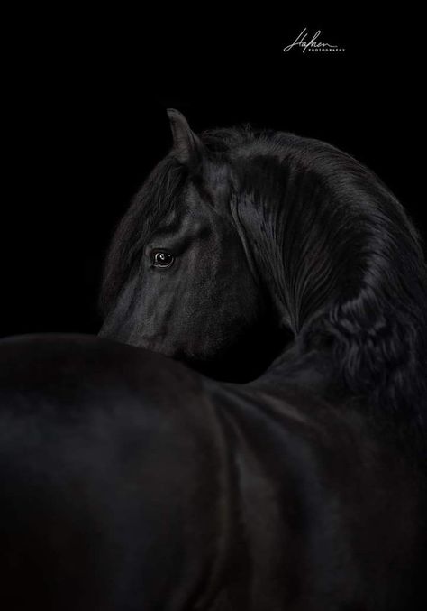 Black Horse Wallpaper Iphone, Black Horse Photography, Horses Aesthetic Black, Horse Black Background, Equine Black Background, Equine Photography Black Background, Animal Photoshoot, Beautiful Horses Photography, Horse Aesthetic