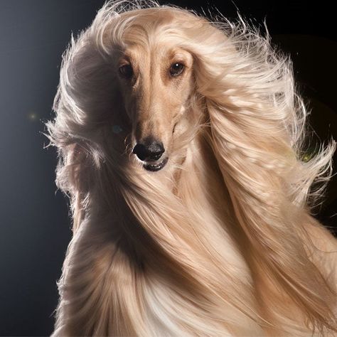 Most Beautiful Dogs, Fancy Dog, Afghan Hound, Pretty Dogs, Silly Dogs, Hound Dog, Cute Cats And Dogs, Dog Photos, Beautiful Dogs