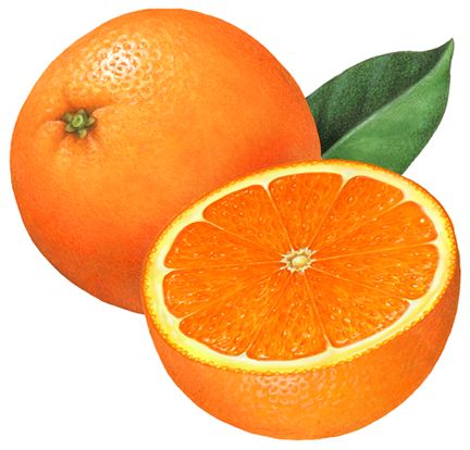 Fruit illustration of an orange and a cut orange half. Cute Fruit Design, Fruit Illustration Art, Oranges Illustration, Sliced Orange, Orange Illustration, Fruit Clipart, Fruit Orange, Cut Orange, Fruit Cartoon