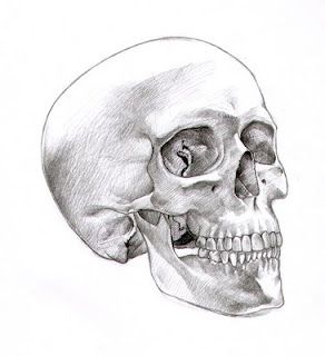 Skull 3/4 View Skull 3/4 View, Sideways Skull, Skull Reference, Skull Sketch, Profile Drawing, Drawing Exercises, Skull Drawing, Human Skull, Anatomy Reference