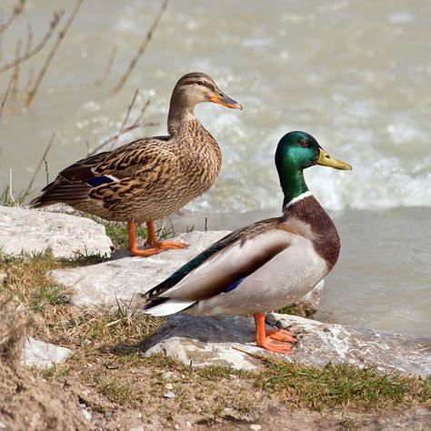 Wood duck mounts