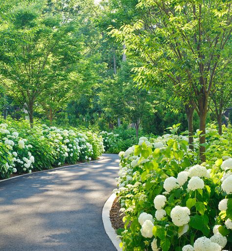 New England Home I adore getting to see the gorgeous hydrangea all over Dallas this time of year.  Are you as hydrangea crazy as I?... Driveway Edging, Circle Driveway, Driveway Entrance Landscaping, Annabelle Hydrangea, Asphalt Driveway, Tree Lined Driveway, Driveway Paving, Driveway Entrance, Driveway Design