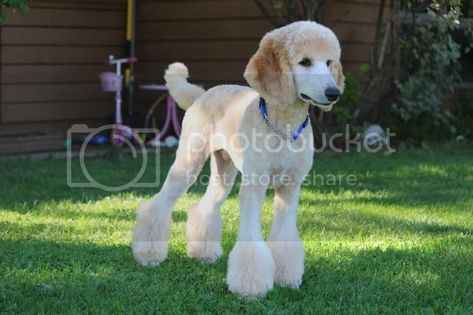 Check out his new do! | Poodle Forum Poodle Styles, Poodle Hairstyles, Standard Poodle Haircuts, Poodle Haircuts, Goldendoodle Grooming, Teacup Poodle, Poodle Hair, Parti Poodle, Poodle Haircut