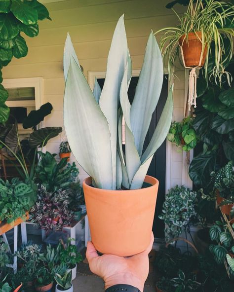 Snake Plant Moonshine, Moonshine Snake Plant, Moonshine Plant, Moonshine Sansevieria, Sansevieria Moonshine, Plants Wishlist, Wishlist Plants, Sansevieria Plant, Balcony Plants