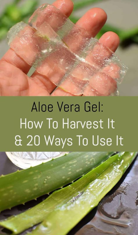 Aloe Vera Gel: How To Harvest It and 20 Ways To Use It Diy Aloe Vera Gel, Aloe Vera Gel Benefits, Aloe Water, Brown Spots Removal, Aloe Gel, Aloe Plant, Aloe Vera Plant, Natural Moisturizer, Styling Gel