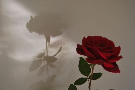 Morning shadow Angela Hayes, Rose In Hand, Rose Shadow, Red Roses Wallpaper, Aesthetic Roses, Rosé Aesthetic, Rose Wallpaper, Laptop Wallpaper, Red Aesthetic