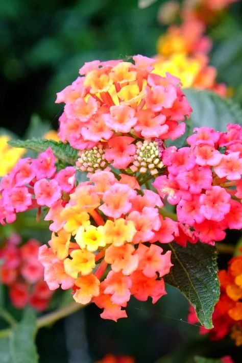 Miss Huff Hardy Lantana, Lantana Landscaping, Lantana Bush, Yellow Lantana, Portulaca Flowers, Lantana Flower, Lantana Plant, Potted Plants Patio, Planting Plants