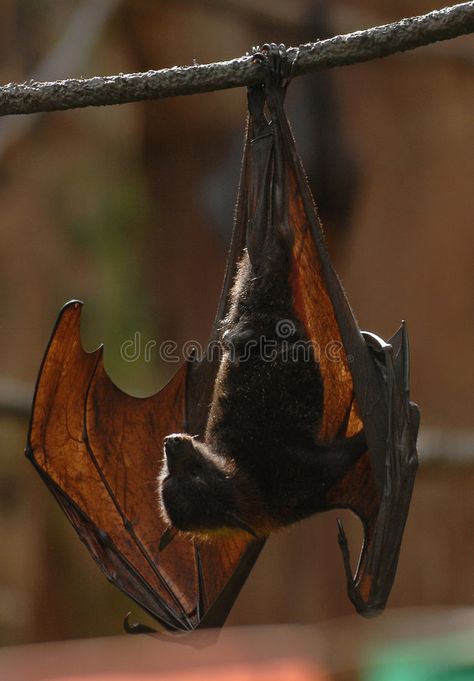 Fruit bat 004. A Malaysian fruit bat hangs upside down during the day , #Affiliate, #Malaysian, #Fruit, #bat, #upside, #day #ad Bat Anatomy, Bat Clip Art, Castlevania Dracula, Bat Photos, Animal Fruit, Hanging Bat, Hanging Upside Down, Bat Art, Bat Tattoo