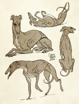 Greyhounds by CanisAlbus Borzoi Anatomy, Greyhound Anatomy, Greyhound Sketch, Greyhound Drawing, Dog Anatomy, Greyhound Art, Drawing Things, Greyhound Dog, I Love Drawing