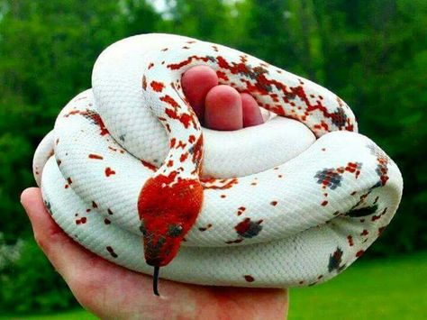 Calico Dominican Red Mountain Boa Cool Snakes, Pretty Snakes, Colorful Snakes, Red Mountain, Cute Reptiles, Cute Snake, Beautiful Snakes, Reptile Snakes, Pet Snake