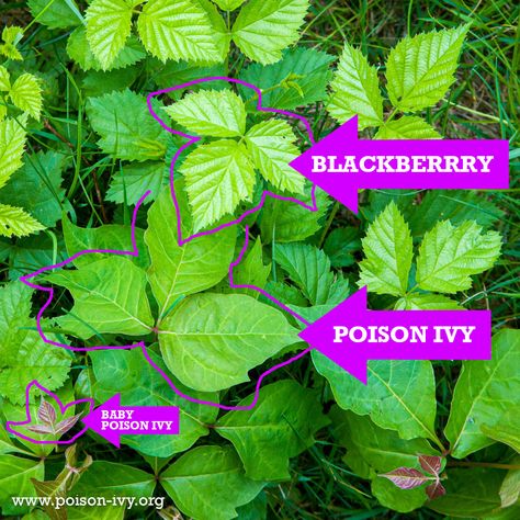 Poison Ivy Vine, Identify Poison Ivy, Poison Ivy Leaves, Poison Ivy Plants, Poison Sumac, Dangerous Plants, Poison Plants, Blackberry Leaves, Blackberry Plants