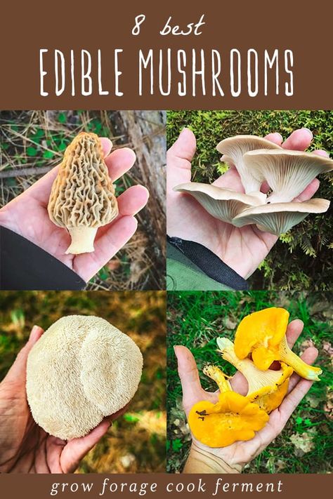 Hit the trail with our guide to 8 edible mushrooms, perfect for beginner mushroom hunters. Learn to safely identify popular wild mushrooms like morels and chanterelles. This edible mushrooms identification guide is your first step towards mastering the art of mushroom foraging and enjoying delicious wild mushroom recipes. Start mushroom hunting today! Find more foraging for beginners, mushroom guides, and wild food foraging at growforagecookferment.com. Mushrooms Identification, Foraging For Beginners, Quick Pickled Radishes, Puffball Mushroom, Wild Mushroom Recipes, Edible Wild Mushrooms, Mushroom Guide, Lobster Mushroom, Mushroom Foraging