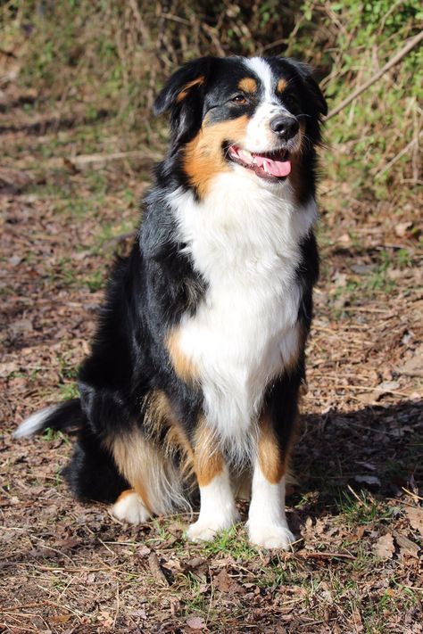 Black Tri Color Australian Shepherd, Black Tricolor Australian Shepherd, Working Australian Shepherd, Australian Shepherd Tricolor, Black Tri Aussie, Nose Freckles, Tricolor Border Collie, Australian Shepherd Black, Black Tri Australian Shepherd