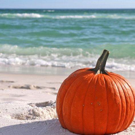 Changing weather shows off the beach area in a whole different light. Candy Corn Drinks, Florida Humor, Fall At The Beach, Coastal Halloween, Coastal Autumn, Florida Fall, Candy Corn Crafts, Coastal Fall, Vintage Halloween Images