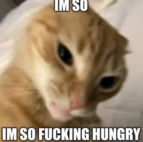 Hungry Meme Reaction, Hungry Meme Funny, Funny Cat Reaction Pictures, Im Hungry Meme, Hungry Reaction Pic, Cat Reaction Pictures, Hungry Meme, Hungry Funny, So Hungry