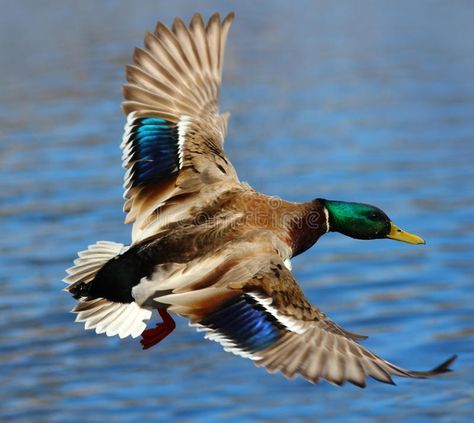 Male Mallard Duck Flying Over Water. A male mallard duck flying above the water , #spon, #Flying, #Water, #Duck, #Male, #Mallard #ad Duck Hunting Blinds, Duck Flying, Waterfowl Taxidermy, Duck Mount, Male Duck, Raising Ducks, Duck Pictures, Duck Photo, Wild Duck