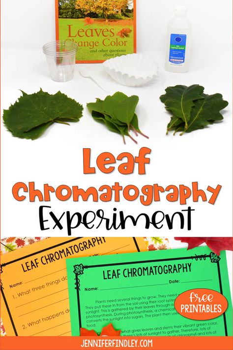 Leaf Chromatography Experiment, Leaf Color Change Experiment, Fall Leaf Science, Botany Experiments, Leaf Experiment, Leaf Experiments For Kids Science, Chromatography Experiment, Chromatography For Kids, Leaf Lessons