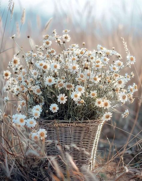 FLOWER & ANIMAL LOVERS | I LOVE white and wild daisies‼️♥️ | Facebook Wild Daisies, Animal Lovers, Pretty Flowers, Beautiful Flowers, Wild Flowers, Animal Lover, Daisy, I Love, Flowers