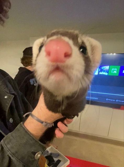 Not mine!! European Polecat, Baby Ferrets, Funny Ferrets, A Ferret, Pet Ferret, Cute Ferrets, Welcome To My Youtube Channel, Cute Small Animals, Be Curious