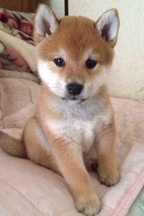 Healthiest Dog Breeds, Shiba Inu Puppy, Airedale Terrier, Blue Heeler, Ringo Starr, Cute Animal Pictures, Cute Creatures, Baby Dogs, Siberian Husky