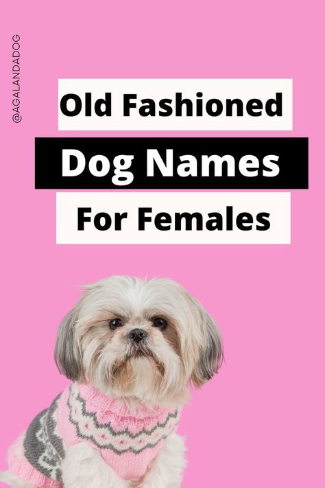 Photo of a little dog in a sweater.  Text reads old fashioned dog names for females. Female Dog Names List, Female Name Ideas, Best Female Dog Names, Old Female Names, Old Lady Names, Dogs Names List, Fake Names, Random Names, Old Fashioned Names