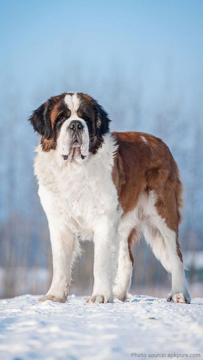 Saint Bernard (dog), St Bernard Puppy, Dog Hero, Puppy Find, St Bernard Dogs, Bernard Dog, Street Dogs, Postal Worker, Dog Stories