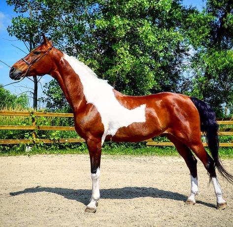 Learn about the National Show Horse! Common Horse Breeds, Canadian Horse, Different Horse Breeds, Tennessee Walking Horse, Pony Breeds, Welsh Pony, American Saddlebred, Walking Horse, Morgan Horse