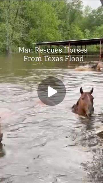 The Weather Channel on Instagram: "A man in Kirbyville, Texas, used a boat to rescue several horses after their barn flooded." Kirbyville Texas, Rescue Horse, Dog Hero, Horse Rescue, Weather Channel, The Weather Channel, April 11, Random Acts Of Kindness, Animal Rescue