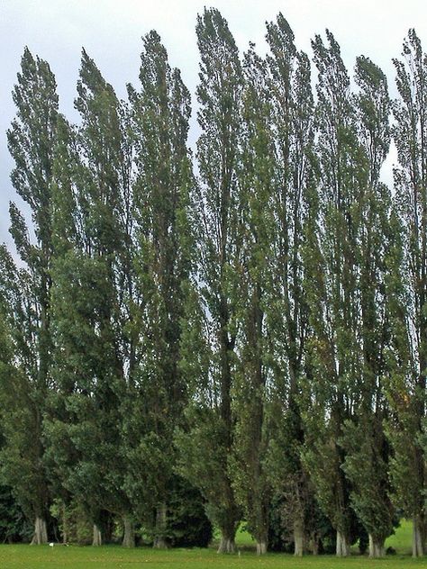 lombardy poplar trees British Trees, Lombardy Poplar, Types Of Christmas Trees, Privacy Trees, Poplar Tree, Fast Growing Trees, Christmas Tree Farm, Garden Trees, Landscape Trees