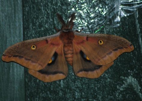 Miller Moth, Winged Insects, Swipe File, Research Scientist, Newfoundland And Labrador, Butterfly Painting, Taking Photos, Newfoundland, Moth