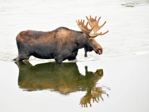 November 21st is Alascattalo Day! Find out more information at https://www.checkiday.com. Moose Pictures, Boundary Waters Canoe Area, Bull Moose, National Wildlife Federation, Deer Family, Camping Coffee, Deer Skulls, Wild Creatures, Animal Welfare