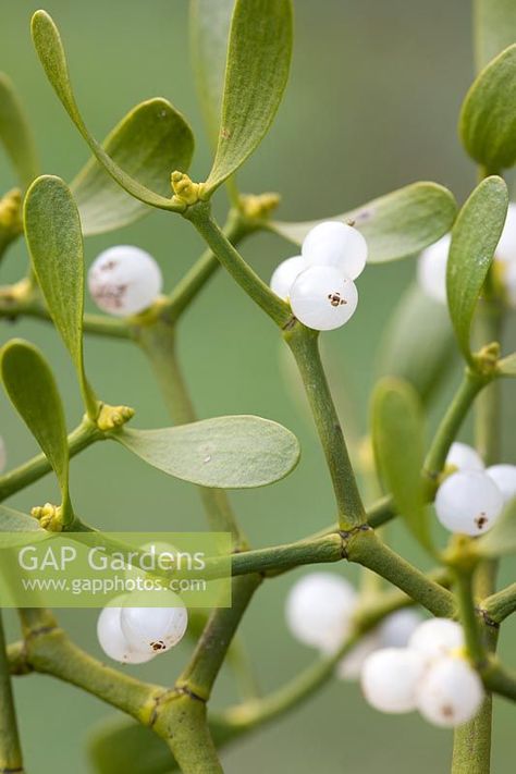 Viscum album - Mistletoe Mistletoe Photography, Beaded Mistletoe, Mistletoe Photo, Mistletoe Images, Winter Botanicals, Mistletoe Plant, Christmas Botanicals, Natural Christmas Decor, Golden Green