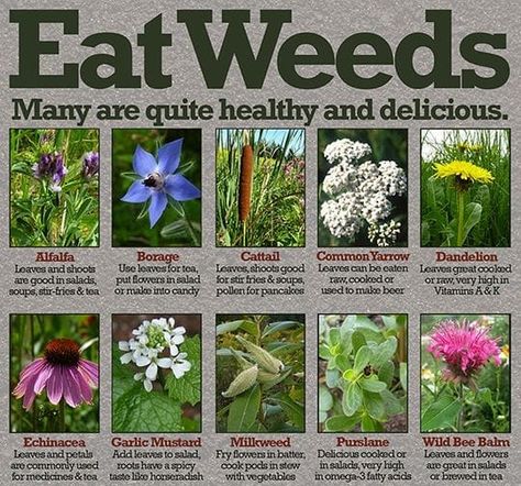 Dandelion Uses, Medicinal Herbs Remedies, Wild Bees, Dandelion Leaves, Edible Wild Plants, Healing Plants, Bee Balm, Herbs For Health, Wild Edibles