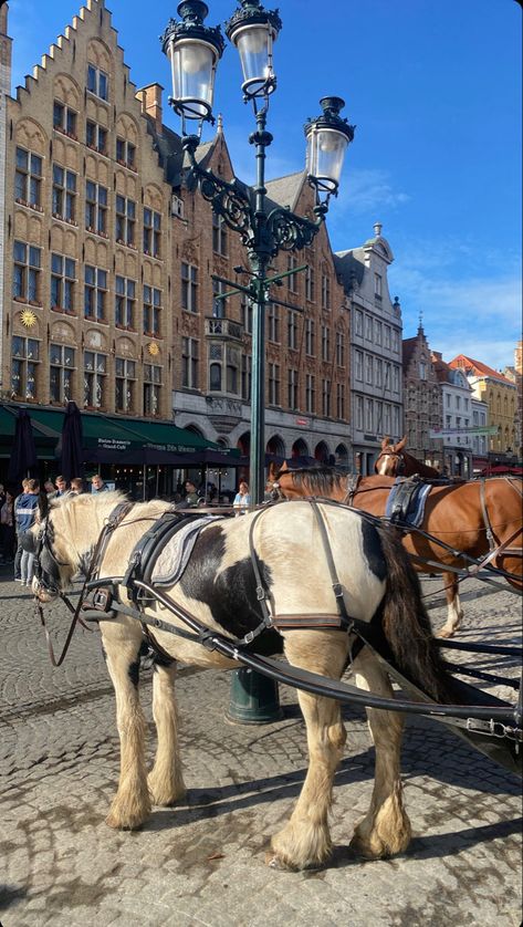 Belgium, Horses