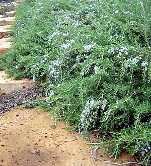 Willow Acacia Tree - Horticulture Unlimited Rosemary Ground Cover, Creeping Rosemary, Trailing Rosemary, Rosemary Herb, Rosemary Plant, Acacia Tree, Plant Guide, Butterfly Bush, Ground Cover Plants